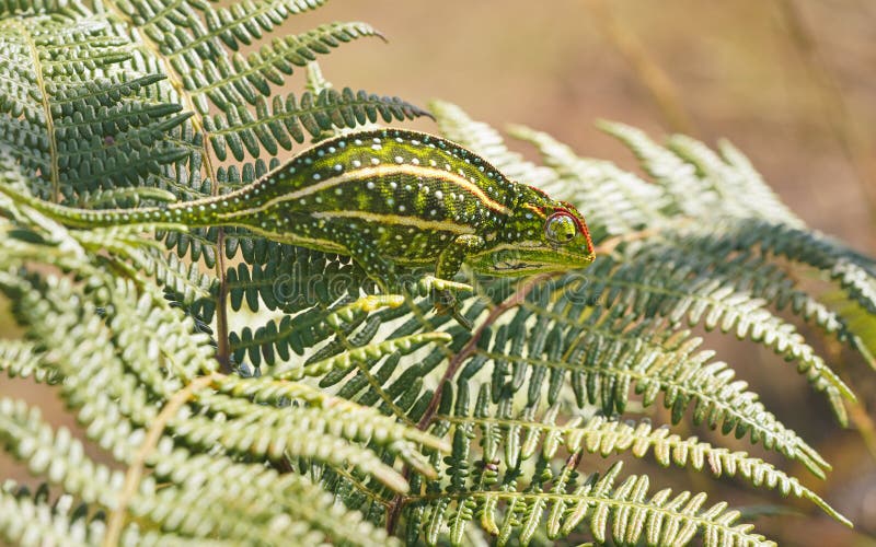 Tiny Jewelled Campan chameleon - Furcifer campani - resting on green fern leaves lit by sun. Most Chameleons are endemic to