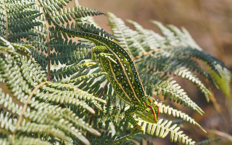 Tiny Jewelled Campan chameleon - Furcifer campani - walks on green fern leaves lit by sun. Most Chameleons are endemic to