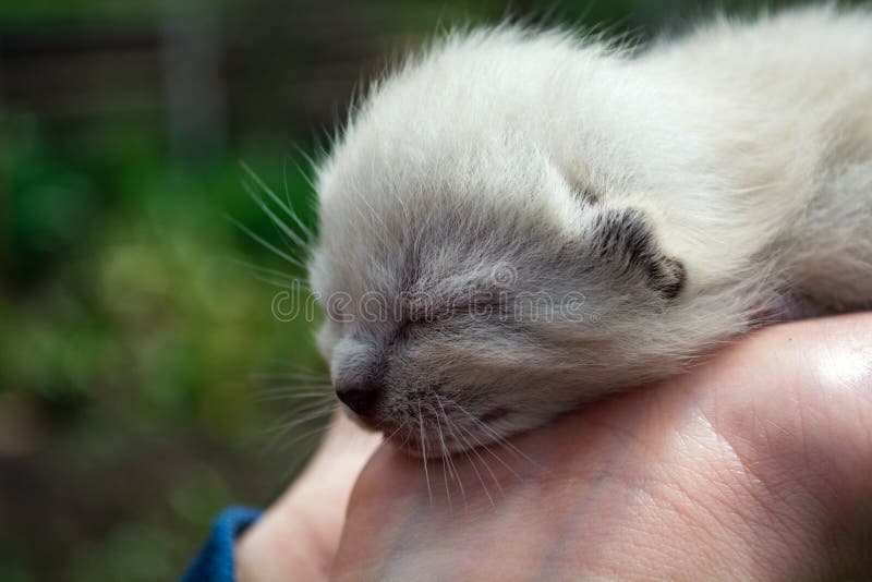 Tiny, Just Born, Blind Kittens in the Palms Stock Photo Image of