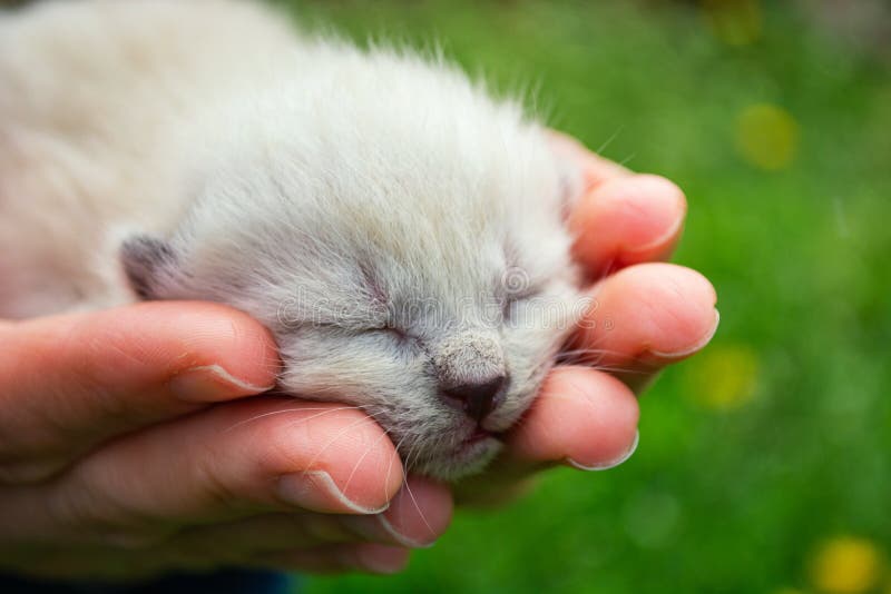 Tiny, Just Born, Blind Kittens in the Palms Stock Photo Image of