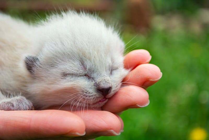 Tiny, Just Born, Blind Kittens in the Palms Stock Image Image of