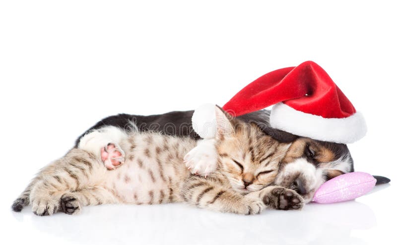cat with tiny santa hat