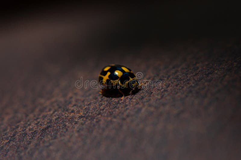 Tiny Ladybird Ladubug with Yellow Spots and Leather Background Macro