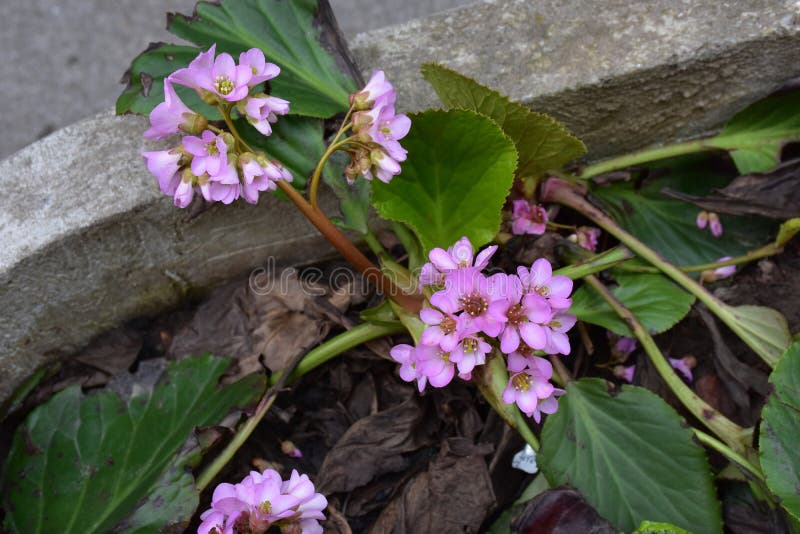 Tiny Lilac Flowers with Large Green Leaves Stock Photo Image of