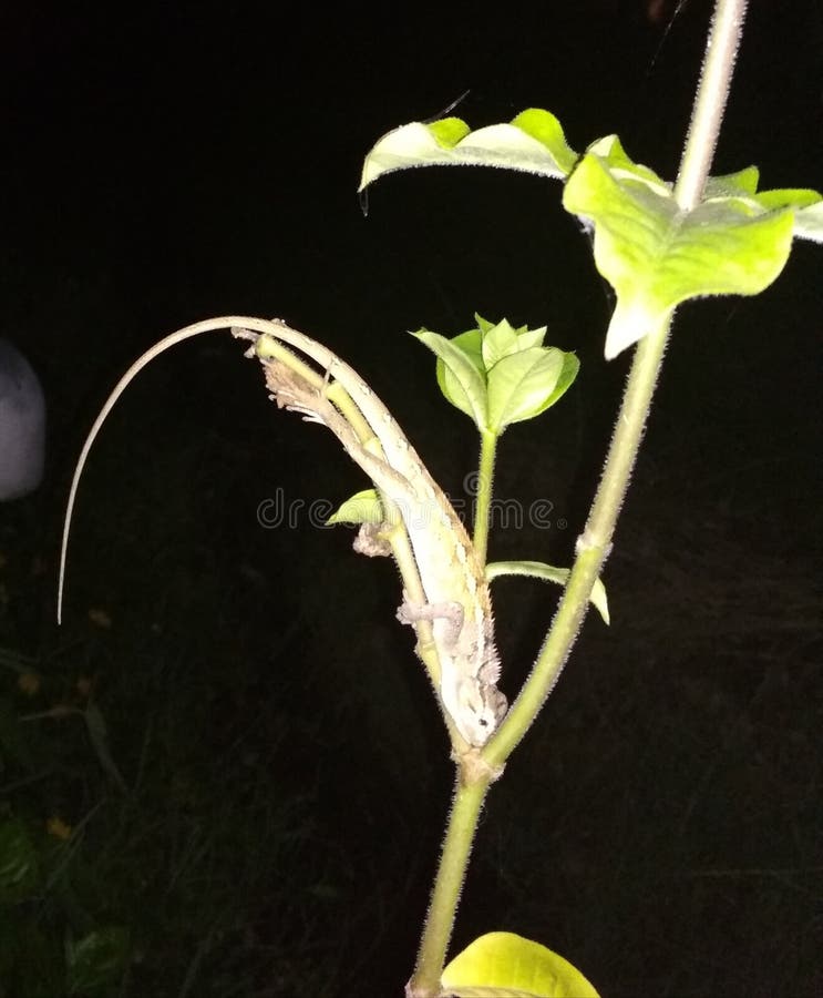 Tiny lizard baby sleeping on the branch, rarely discoverable picture