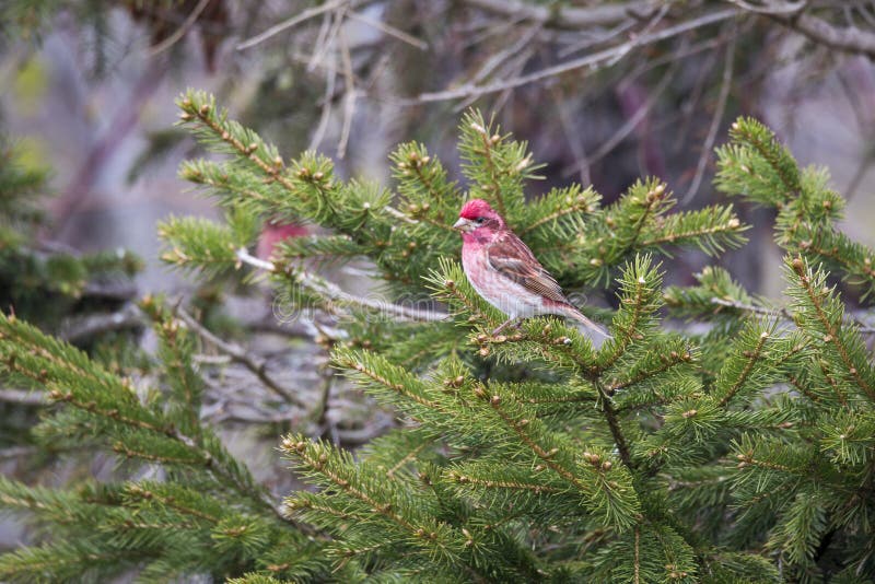 Tiny male purple finch seen in profile perched on an coniferous tree branch stock photo Tiny male purple finch seen in profile perched on an coniferous tree branch stock photo