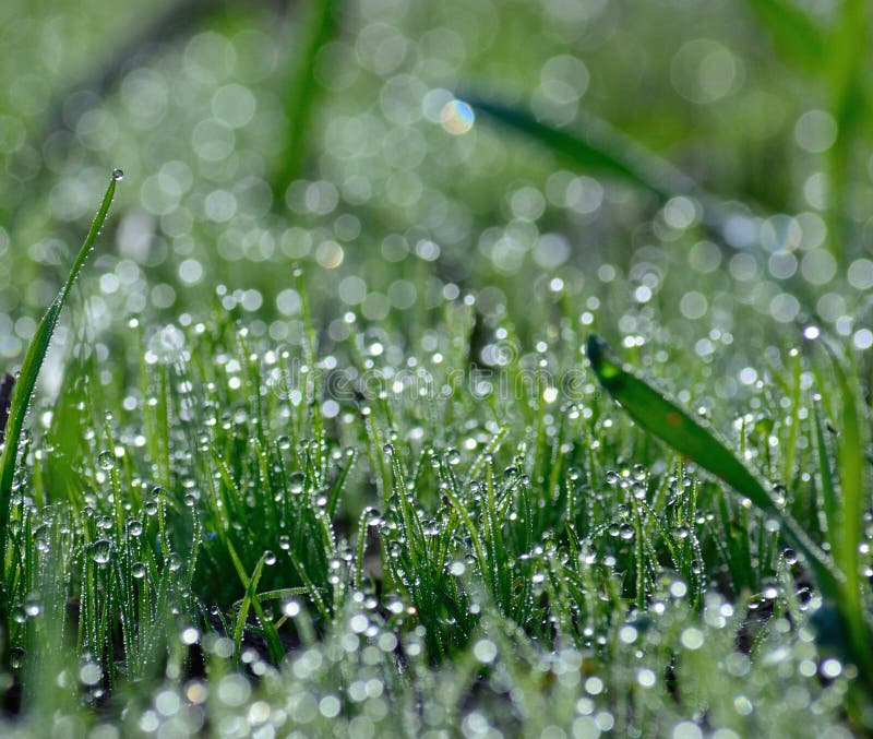 Tiny dewdrops on the green grass. Tiny dewdrops on the green grass