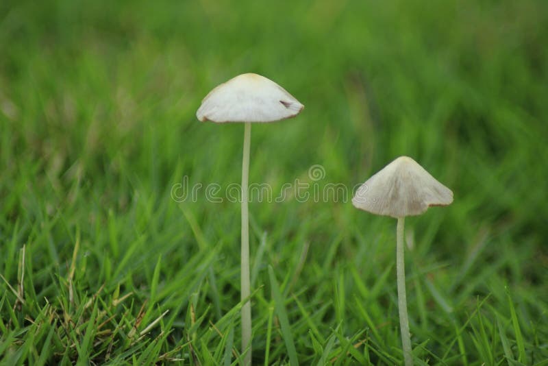 Tiny Mushrooms Stock Photos Download 1 455 Royalty Free Photos