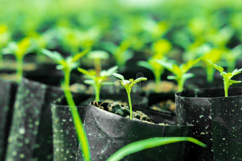 Tiny Plants Placed in Various Round Flower Pots at a Nursery Green