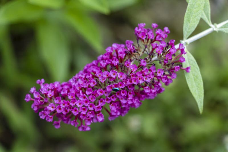 Tiny purplewhite flowers stock photo. Image of house 107413010