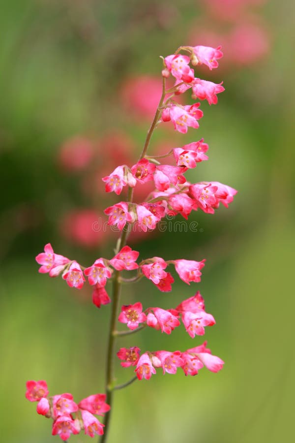 Tiny Red Flowers Stock Image Image Of Natural Isolated 40750041