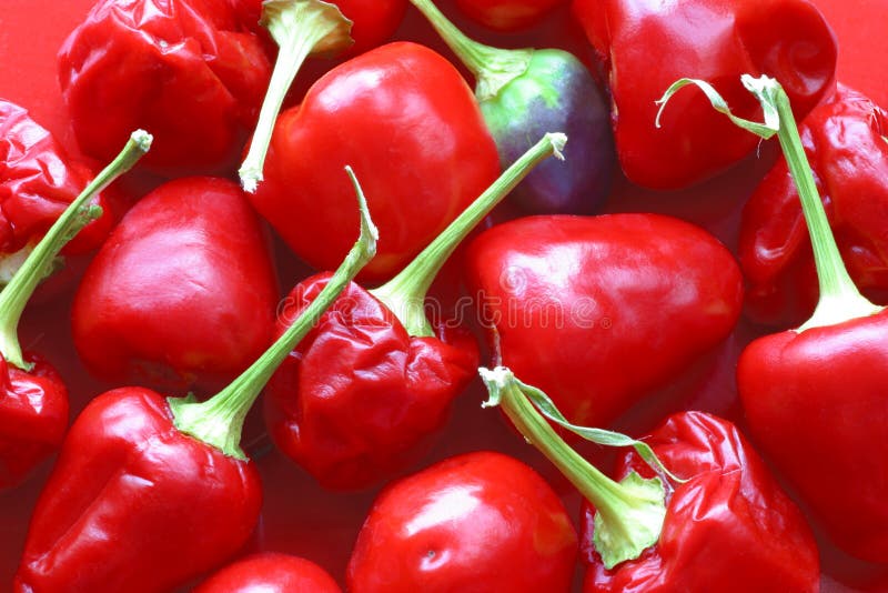Tiny Red Hot Chili Peppers Stock Photo Image Of Natural Mexican