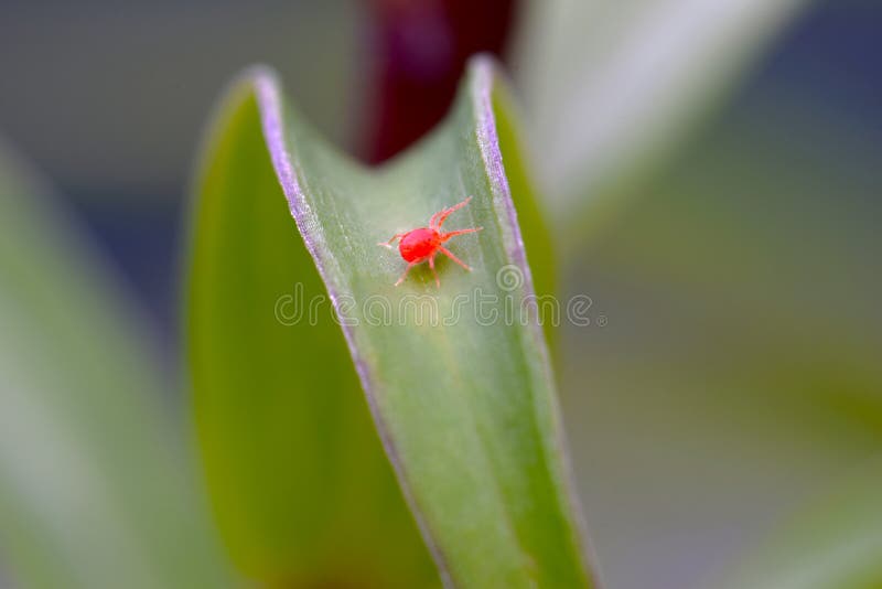 Red Spider Mite on Green Leaf 01