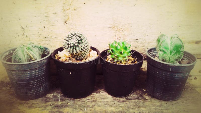 Tiny small cactus pots stock image