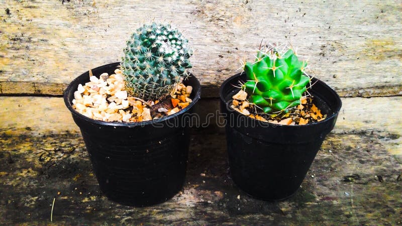 Tiny small cactus pots stock photography