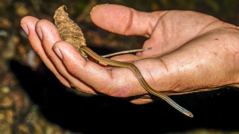 Tiny snake on man`s hand in Corcovado National Park, Costa Rica. stock photo Tiny snake on man`s hand in Corcovado National Park, Costa Rica. stock photo