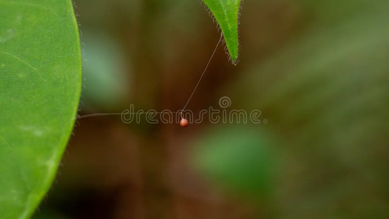 Tiny Spider Egg Sac Suspended on Silk Thread in Nature royalty free stock photo