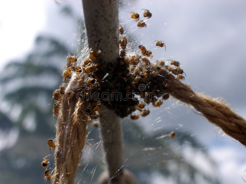 This is a nest of young spiders. Arachnids stock images, royalty-free photos and pictures