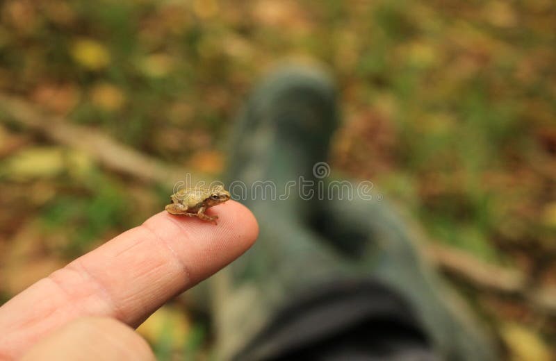 Tiny Spring Peeper Frog Sitting on Man`s Fingertip