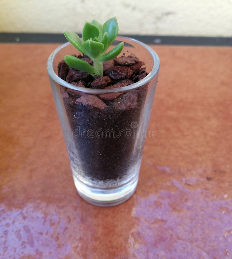 Glass Vase with Tiny Succulent Stock Image Image of vase, green