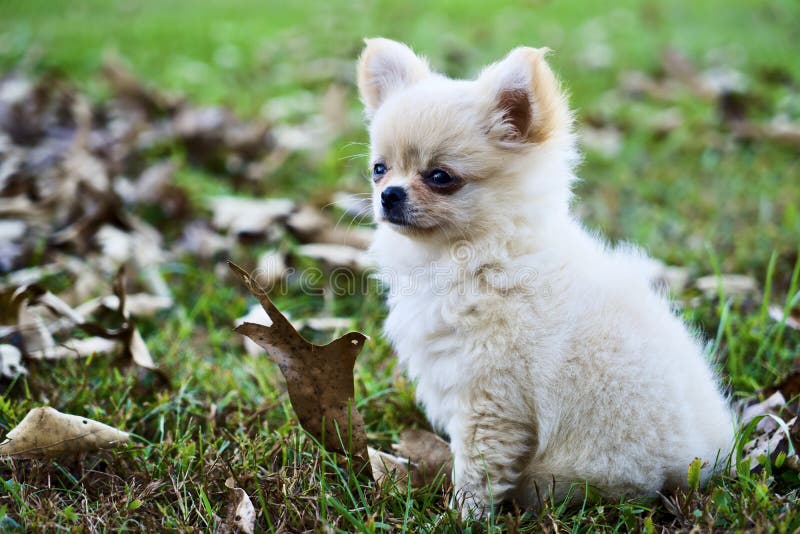 675 Chihuahua Long Coat Puppy Stock Photos - Free & Royalty-Free Stock Photos from Dreamstime 675 Chihuahua Long Coat Puppy Stock Photos - Free & Royalty-Free Stock Photos From Dreamstime