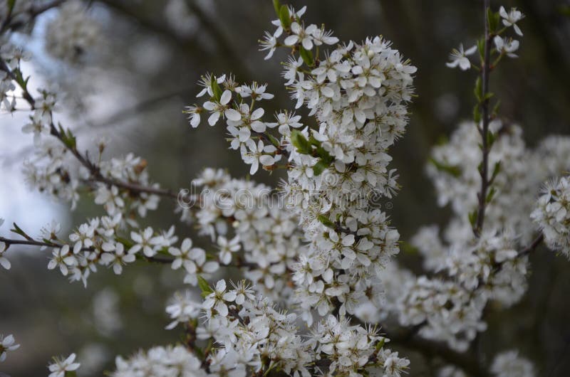 blackthorn family tree