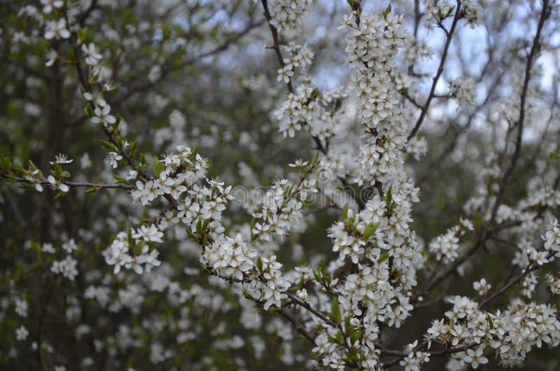 blackthorn family tree