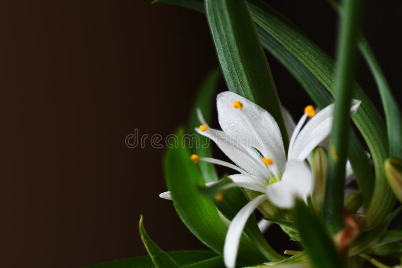 Tiny White Spider Plant Flower Close Up Stock Image Image of urban