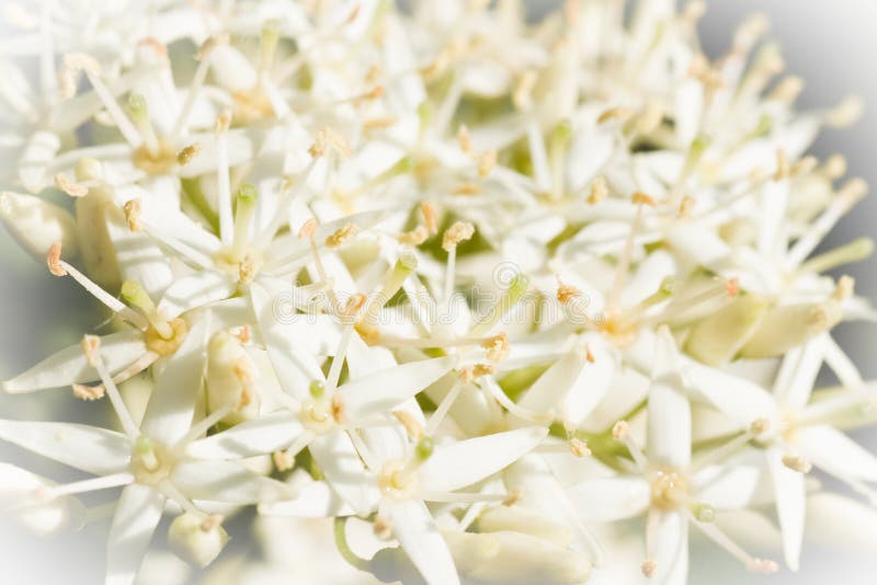 Tiny white spring flowers in close view royalty free stock photo