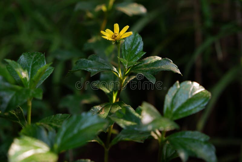 Butter daisy on a garden stock photo. Image of yellow 196594952