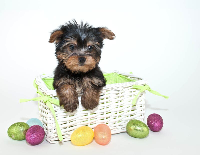 Easter Yorkie Puppy stock photo. Image of basket, canine 29882244