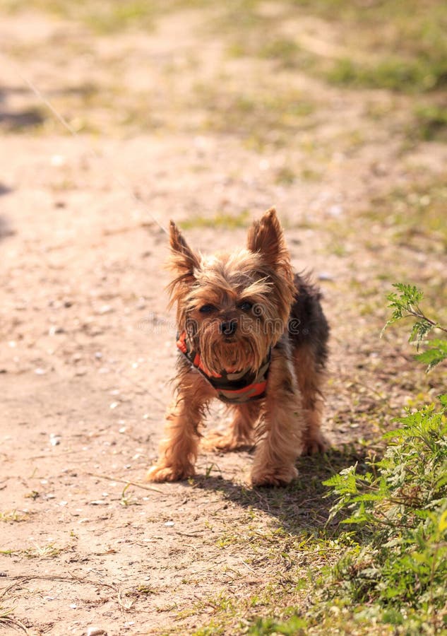 Tiny Yorkshire Terrier Dog on a Walk on a Hiking Path Stock Image