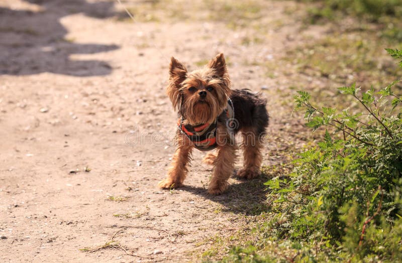 Tiny Yorkshire Terrier Dog on a Walk on a Hiking Path Stock Image