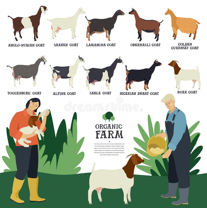 Set of ten breeds of domestic goats Flat vector illustration Two farmers working on a farm Cattle breeding and stock raising set. Set of ten breeds of domestic goats Flat vector illustration Two farmers working on a farm Cattle breeding and stock raising set
