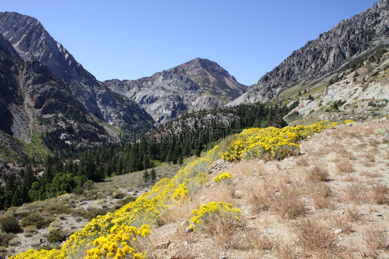 Tioga Road in Yosemite National Park Stock Image Image of solitude