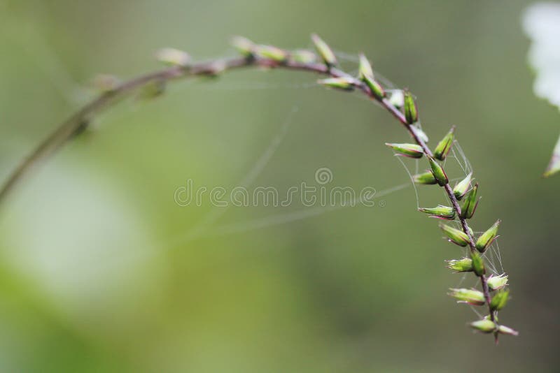 Grass pollen with fiber of spider