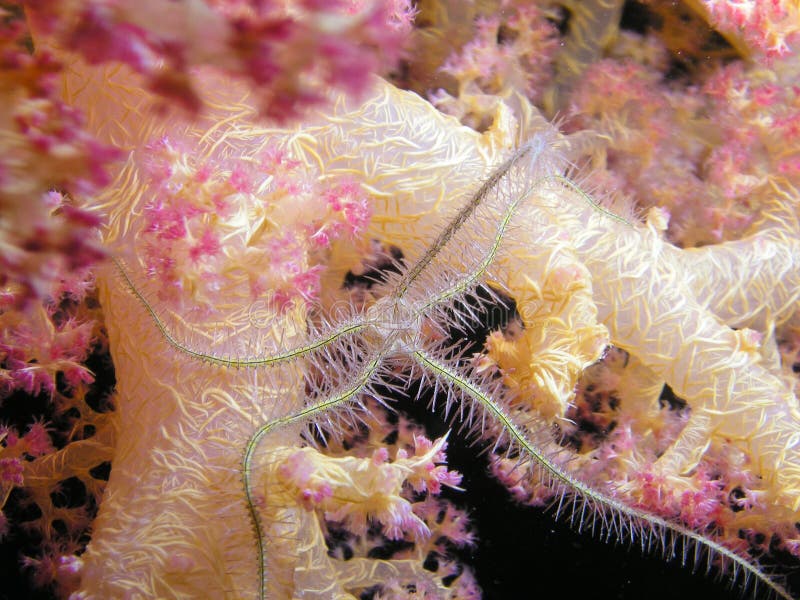 Tip of Soft coral with creature