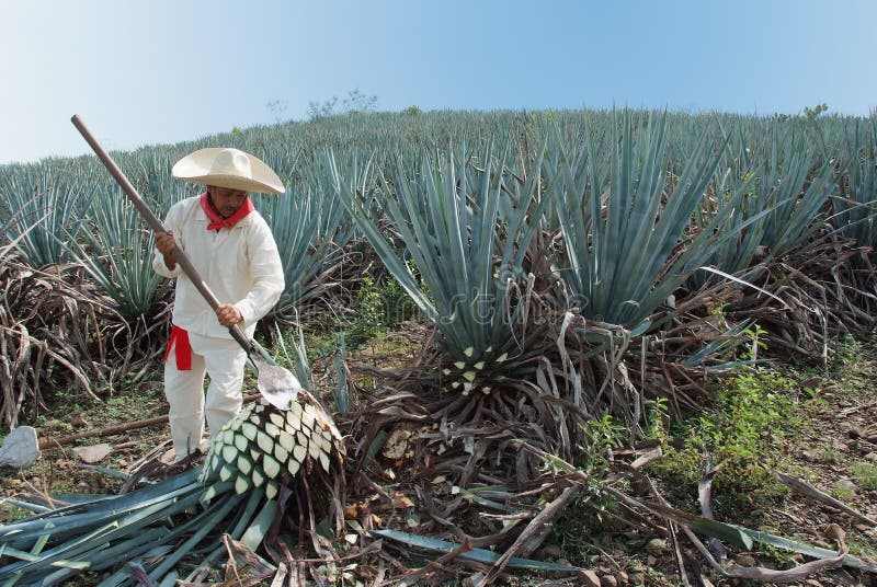 Tipical Jimador Man Working Stock Photo - Image of agrarian, lawn: 67703670