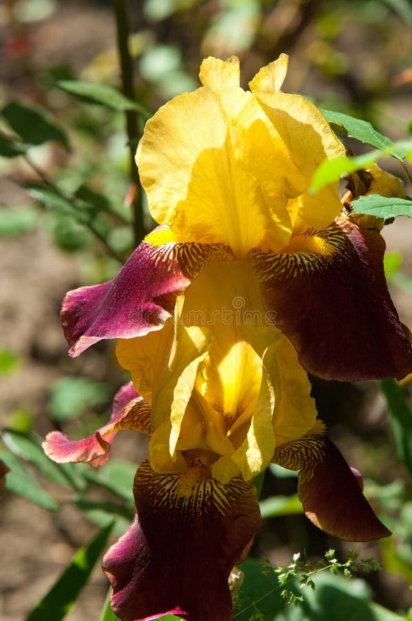 Colección De 5 Plantas De Lirio De Espada Iris Germanica, Mezcla De 5