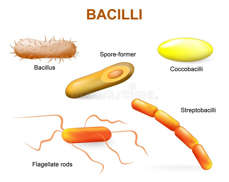 Tipos de bactérias bacilos ilustração do vetor Tipos de bactérias bacilos ilustração do vetor