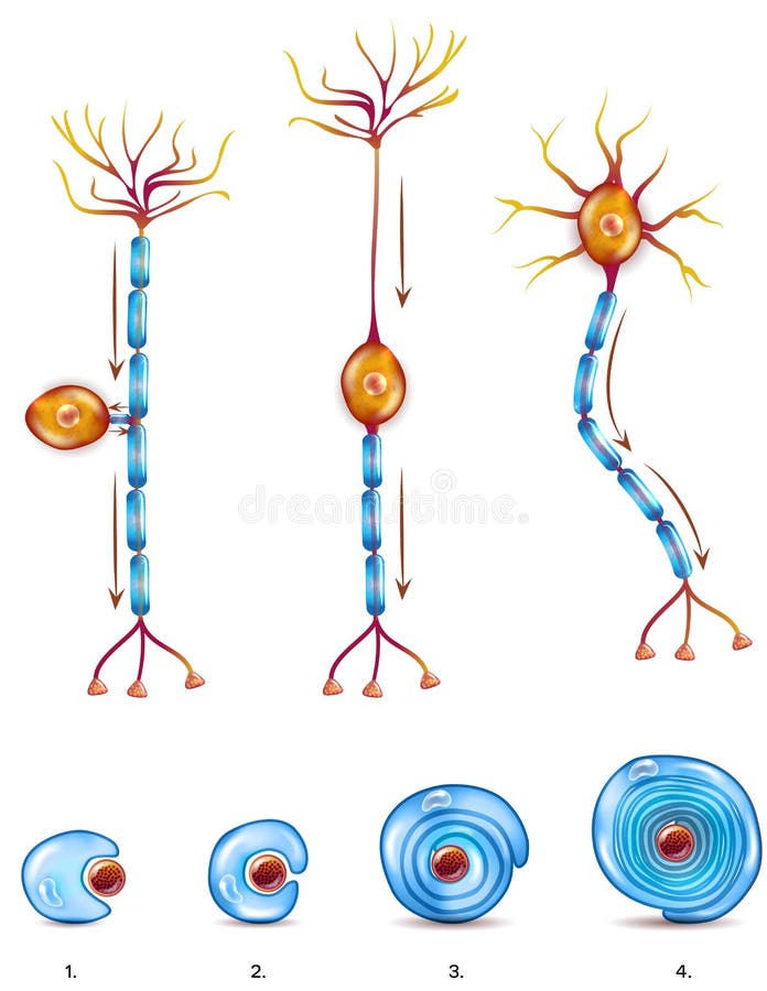 Tipos de la célula nerviosa y envoltura de myelin