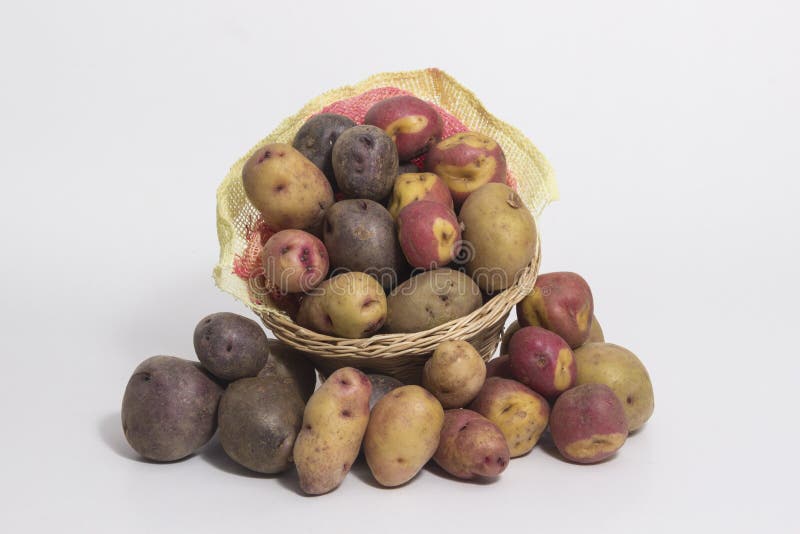 Tipos de patatas - todavía de las patatas vida peruana fotos de archivo Tipos de patatas - todavía de las patatas vida peruana fotos de archivo