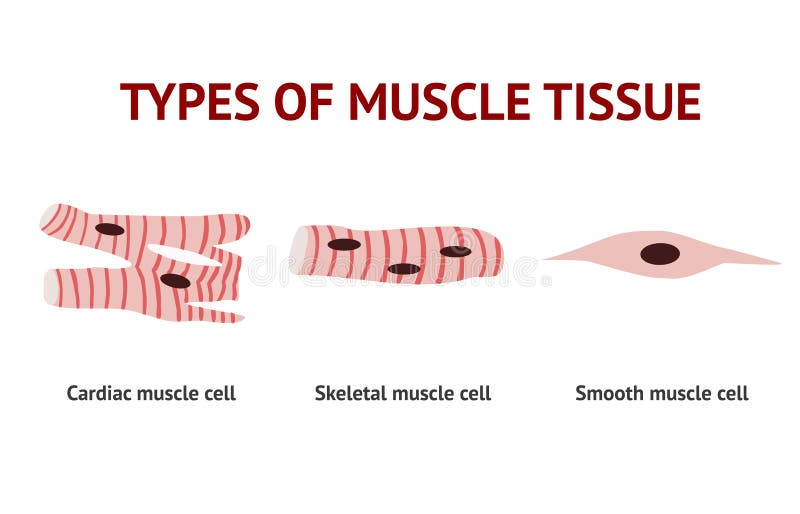 Tipos de tejido del músculo, anatomía, ejemplo del vector en el fondo blanco libre illustration Tipos de tejido del músculo, anatomía, ejemplo del vector en el fondo blanco libre illustration
