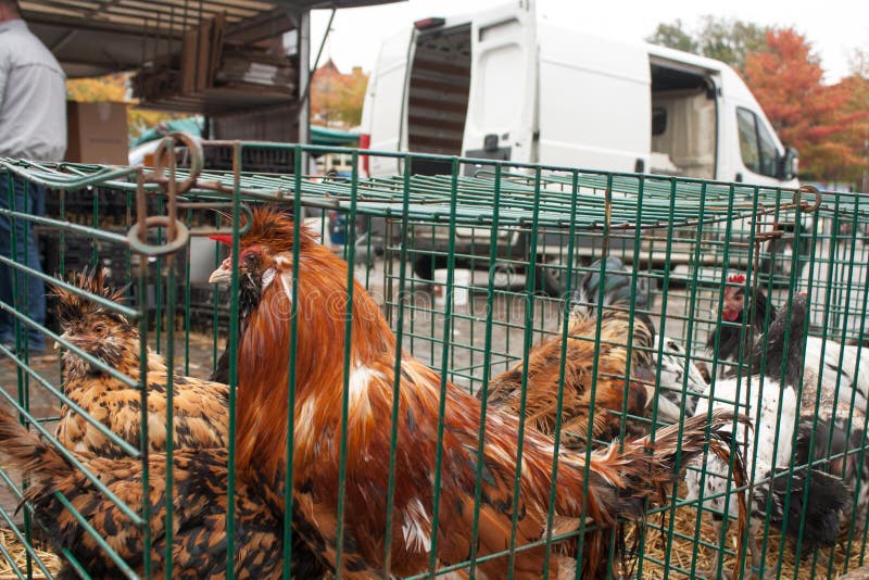 Tippen Sie Auf Dem Tiermarkt Mol Belgien Stockbild Bild von hühner