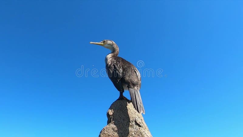 Tir au niveau de l'eau en gros plan d'un cormoran sur une roche de granit au milieu d'une mer limpide et d'un ciel bleu banque de vidéos