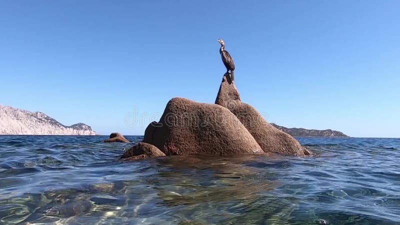 Tir au niveau de l'eau en gros plan d'un cormoran sur une roche de granit au milieu d'une mer limpide et d'un ciel bleu clips vidéos