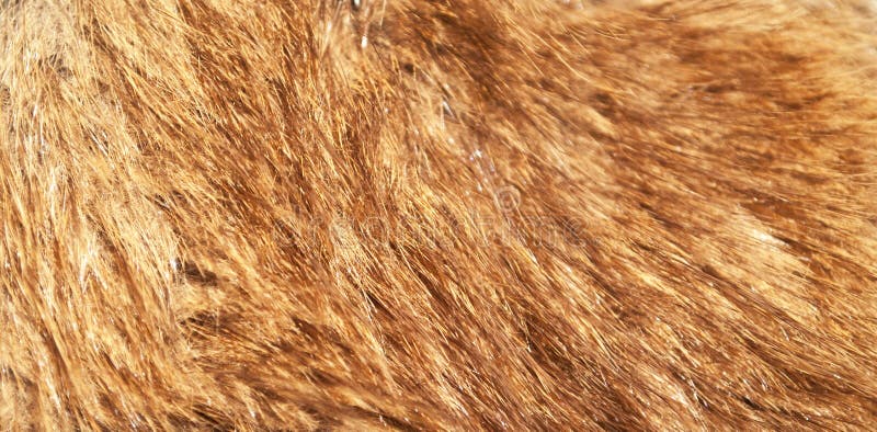 Tir de fourrure de renard rouge macro photographie stock libre de droits Tir de fourrure de renard rouge macro photographie stock libre de droits