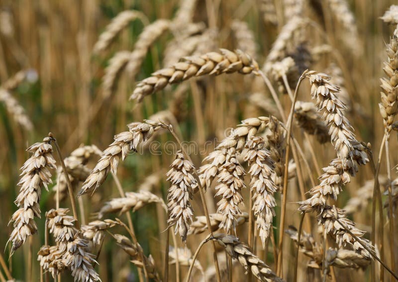 Tir de macro de champ de grain images libres de droits Tir de macro de champ de grain images libres de droits