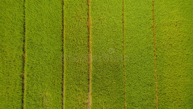 Tir de vue aérienne du bourdon des belles rizières avec de jeunes pousses vertes en cultivant la récolte organique avec du riz image stock Tir de vue aérienne du bourdon des belles rizières avec de jeunes pousses vertes en cultivant la récolte organique avec du riz image stock