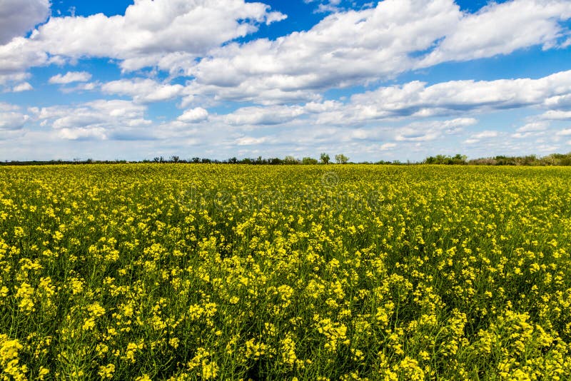 Tir grand-angulaire d'un champ des usines fleurissantes jaunes lumineuses de Canola (graine de colza) s'élevant à une ferme dans image libre de droits